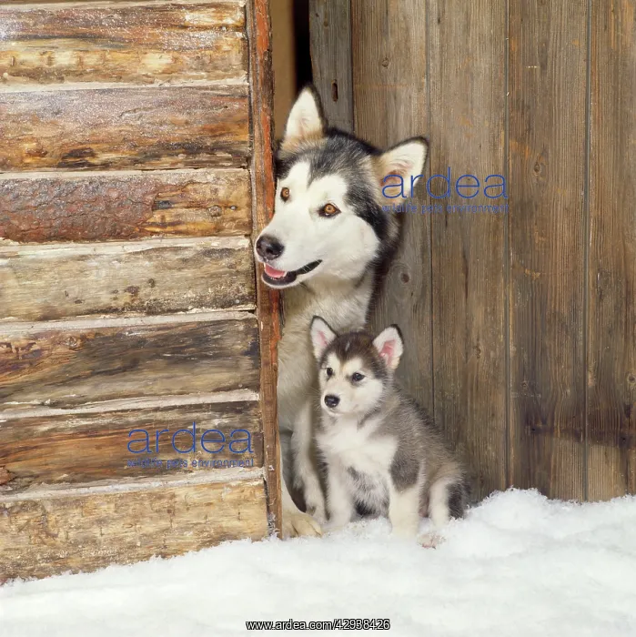 : Alaskan Malamute Dog - adult with puppy at log cabin door : Alaskan Malamute Dog - adult with puppy at log cabin door