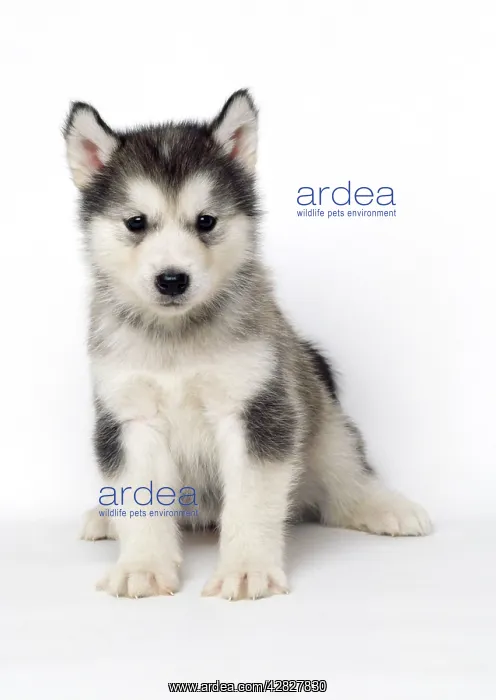 : Alaskan Malamute DOG - pup : Alaskan Malamute DOG - pup