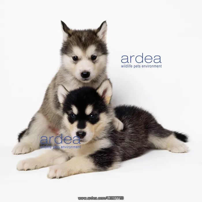 : Alaskan Malamute Dog - puppies : Alaskan Malamute Dog - puppies
