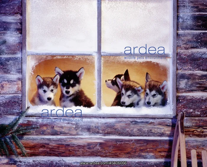  : Alaskan Malamute Dog - puppies at log cabin window