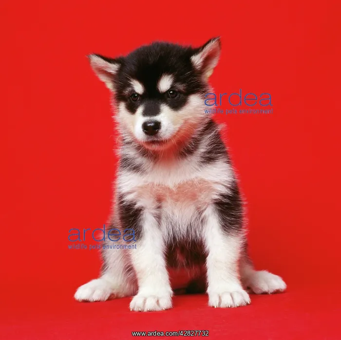 : Alaskan Malamute Dog - puppy : Alaskan Malamute Dog - puppy