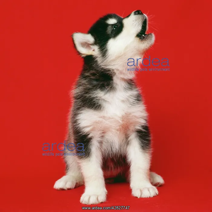  : Alaskan Malamute Dog - puppy