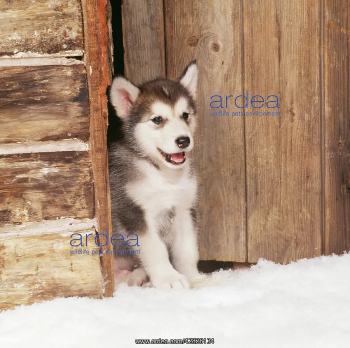  : ALASKAN MALAMUTE DOG - puppy