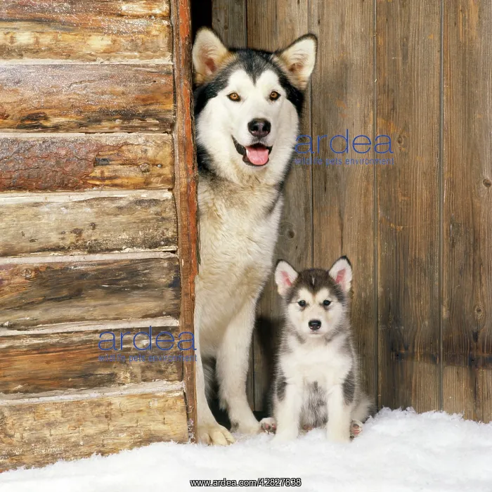 : Alaskan Malamute Dog - with puppy at log cabin door : Alaskan Malamute Dog - with puppy at log cabin door