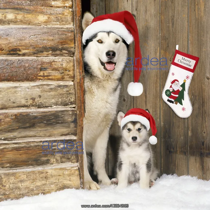 : Alaskan Malamute Dog - with puppy at log cabin door : Alaskan Malamute Dog - with puppy at log cabin door