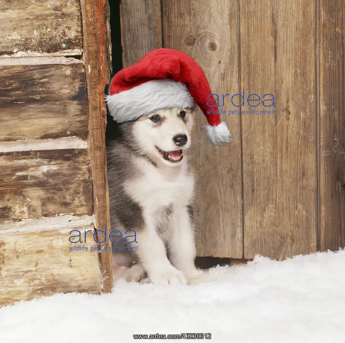 : Alaskan Malamute Dog, puppy in snow wearing Christmas hat : Alaskan Malamute Dog, puppy in snow wearing Christmas hat