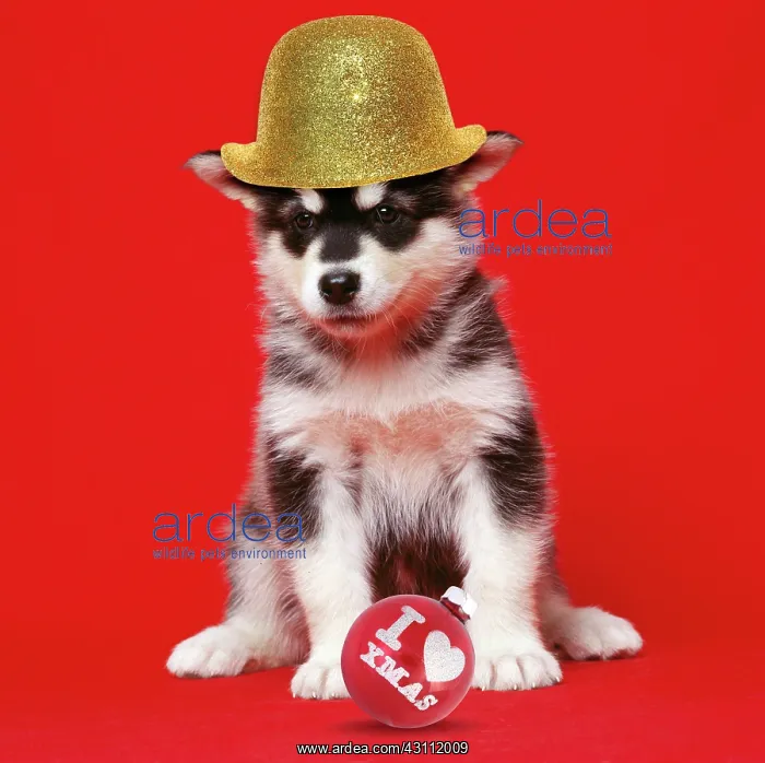 : Alaskan Malamute Dog - puppy wearing gloden bowler : Alaskan Malamute Dog - puppy wearing gloden bowler