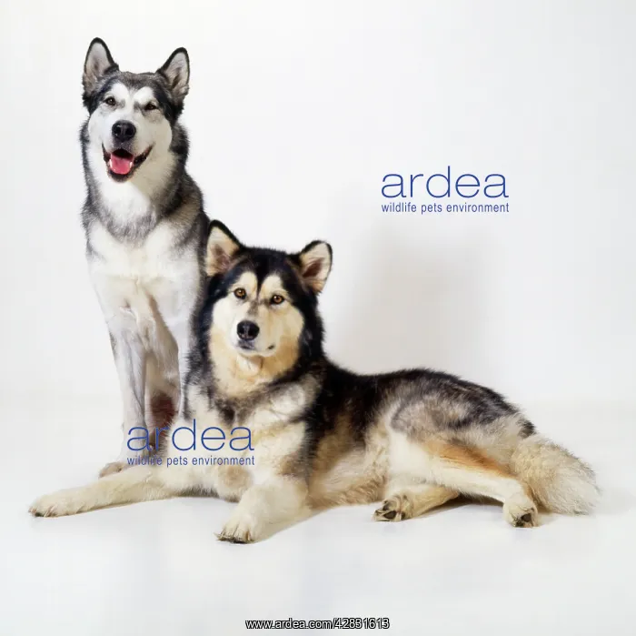 : ALASKAN MALAMUTE DOG X2 : ALASKAN MALAMUTE DOG X2