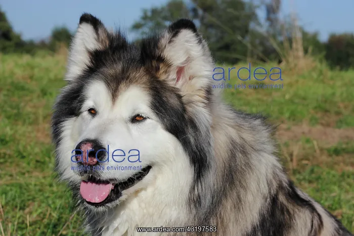 : Alaskan Malamute, female, 11 years, North Rhine-Westphalia : Alaskan Malamute, female, 11 years, North Rhine-Westphalia