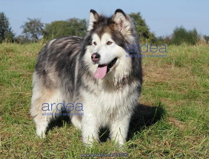 : Alaskan Malamute, female, 11 years, North Rhine-Westphalia : Alaskan Malamute, female, 11 years, North Rhine-Westphalia