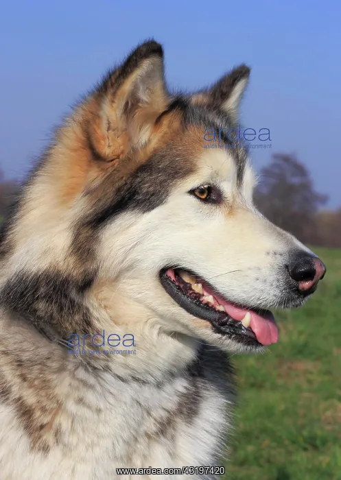 : Alaskan Malamute, female Alaskan Malamute Portrait : Alaskan Malamute, female Alaskan Malamute Portrait