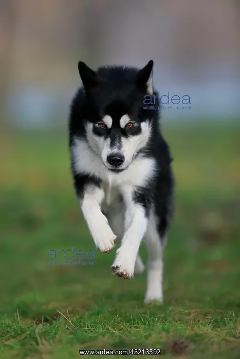 : Alaskan Malamute male, jumps over the meadow, Rhineland-Pala : Alaskan Malamute male, jumps over the meadow, Rhineland-Pala