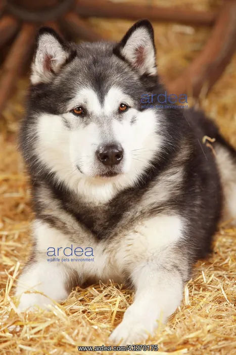 : Alaskan Malamute, male lying in straw, animal portrait : Alaskan Malamute, male lying in straw, animal portrait