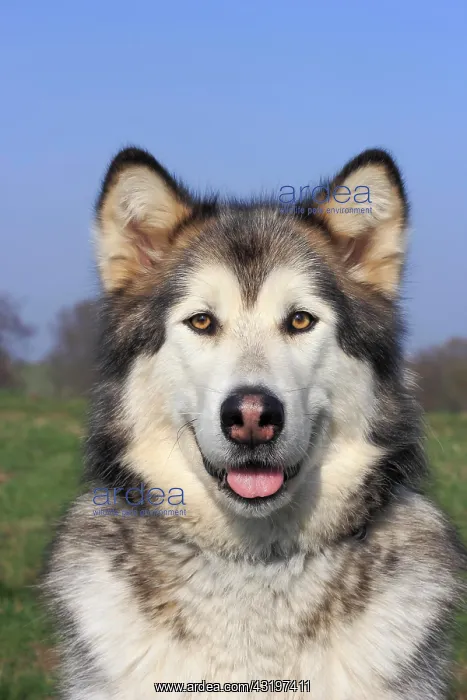 : Alaskan Malamute Portrait : Alaskan Malamute Portrait