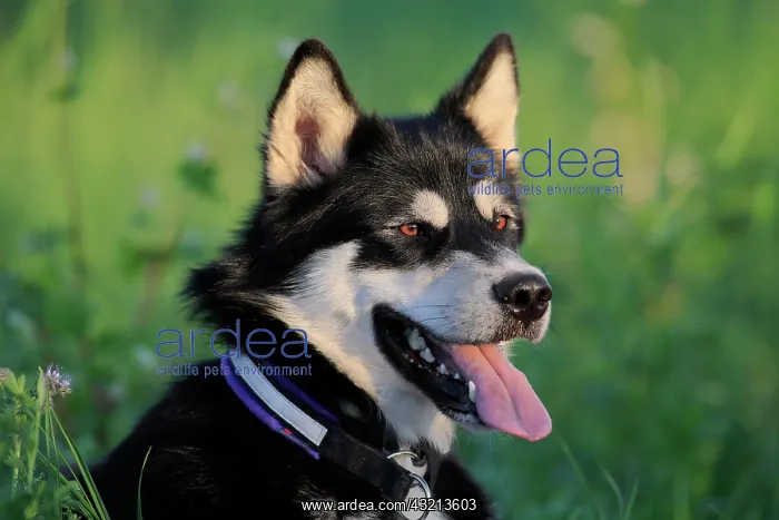: Alaskan Malamute Portrait, male dog, Rhineland-Palatinate : Alaskan Malamute Portrait, male dog, Rhineland-Palatinate