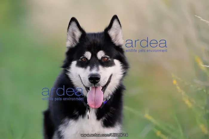 : Alaskan Malamute Portrait, male dog, Rhineland-Palatinate : Alaskan Malamute Portrait, male dog, Rhineland-Palatinate