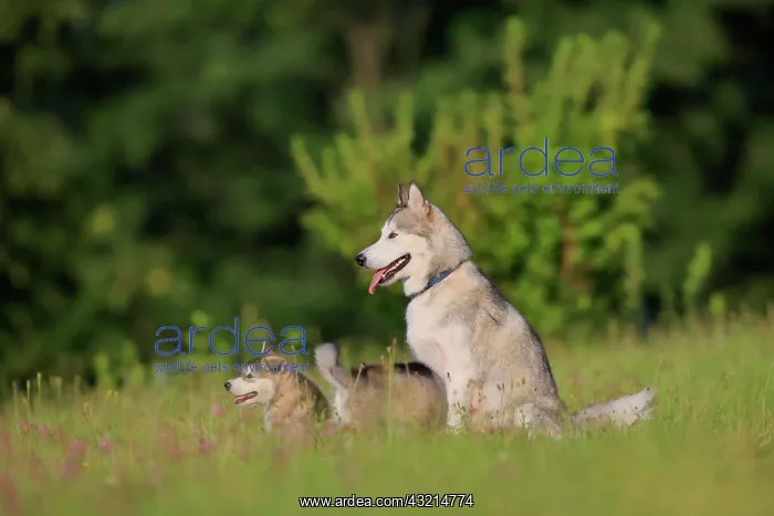 : Alaskan Malamute puppies and dam sitting in the : Alaskan Malamute puppies and dam sitting in the