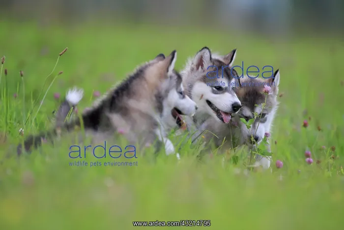 : Alaskan Malamute puppies lying in the grass, Baden-Warttembe : Alaskan Malamute puppies lying in the grass, Baden-Warttembe