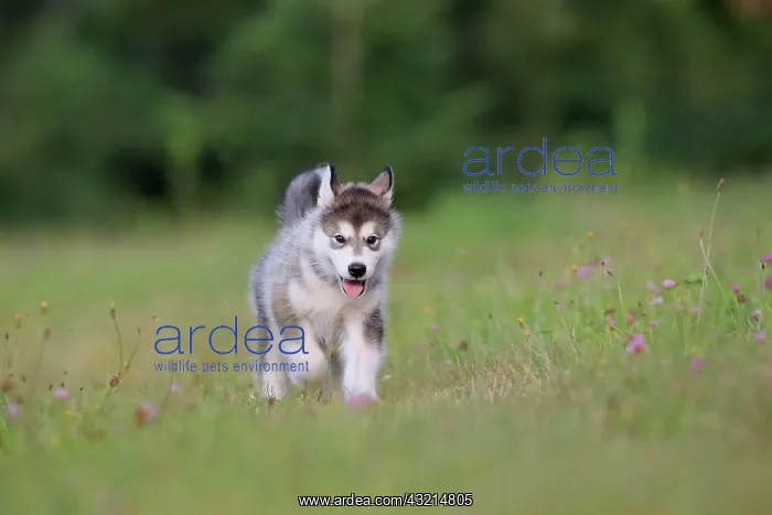 : Alaskan Malamute puppy in a meadow, Baden-Warttemberg : Alaskan Malamute puppy in a meadow, Baden-Warttemberg