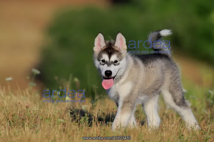: Alaskan Malamute puppy strokes through the grass : Alaskan Malamute puppy strokes through the grass
