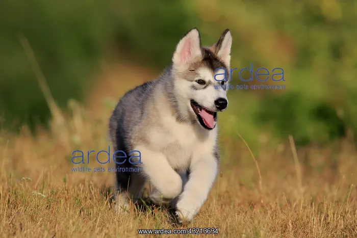 : Alaskan Malamute puppy walks across a meadow, Baden-Warttemb : Alaskan Malamute puppy walks across a meadow, Baden-Warttemb
