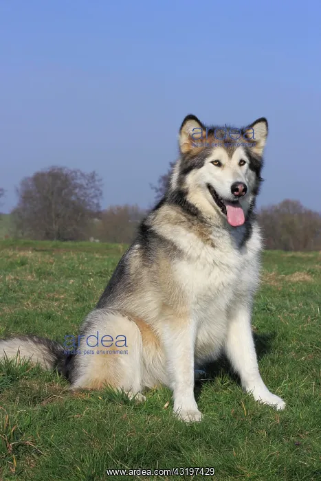 : Alaskan Malamute sitting on a meadow Alaskan Malamute : Alaskan Malamute sitting on a meadow Alaskan Malamute