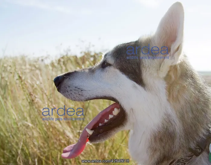  : Alaskan Malumute (cross) dog