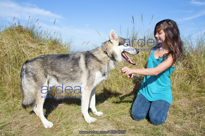 : Alaskan Malumute (cross) dog - with teenage girl : Alaskan Malumute (cross) dog - with teenage girl