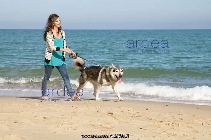 : Alaskan Malumute (cross) dog - with teenage girl : Alaskan Malumute (cross) dog - with teenage girl
