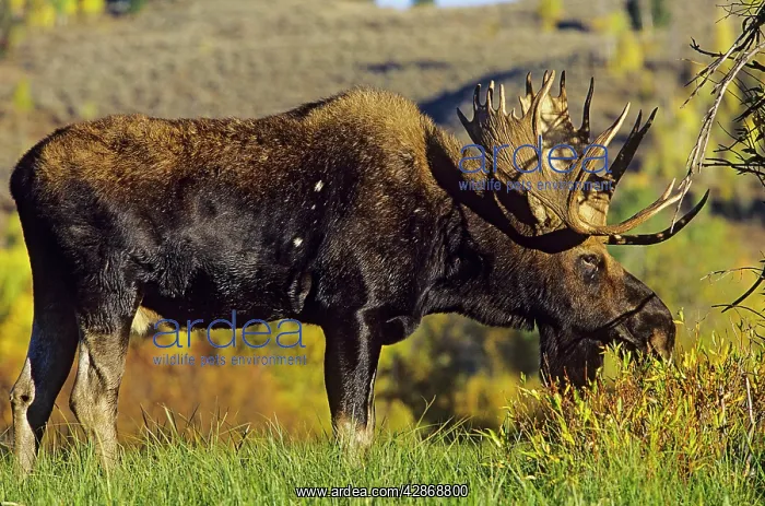: Alaskan Moose - bull : Alaskan Moose - bull