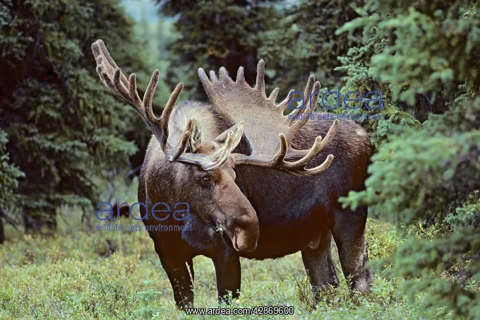 : Alaskan Moose - bull : Alaskan Moose - bull