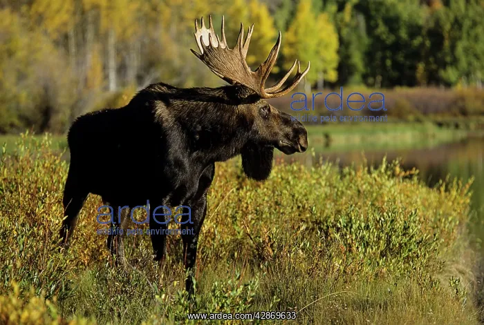  : Alaskan Moose - bull