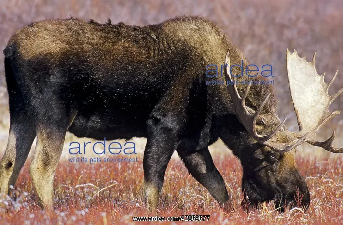 : Alaskan Moose - bull : Alaskan Moose - bull