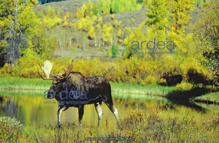 : Alaskan Moose - bull. Note: there is a cow moose : Alaskan Moose - bull. Note: there is a cow moose