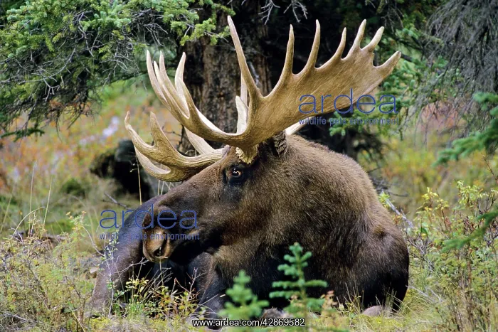 : Alaskan Moose - bull resting : Alaskan Moose - bull resting