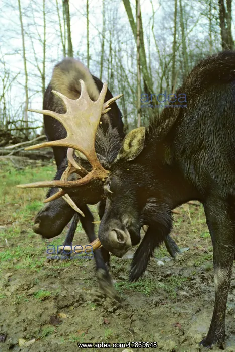 : Alaskan Moose - bulls sparring : Alaskan Moose - bulls sparring