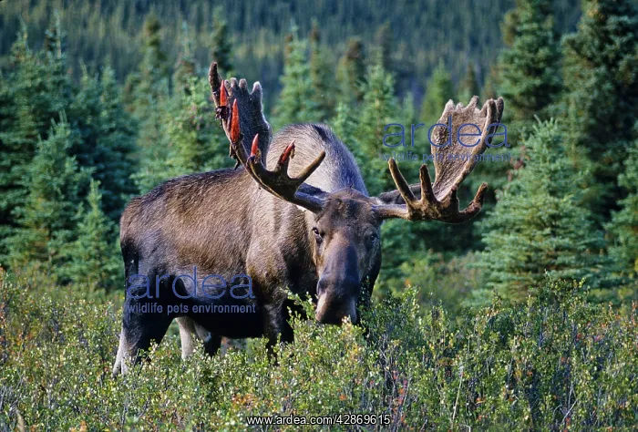 : Alaskan Moose - large bull feeding on bushes. He : Alaskan Moose - large bull feeding on bushes. He