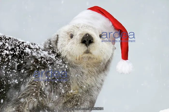 : Alaskan Northern Sea Otter : Alaskan Northern Sea Otter