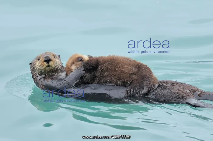  : Alaskan  /  Northern Sea Otter - mother carrying