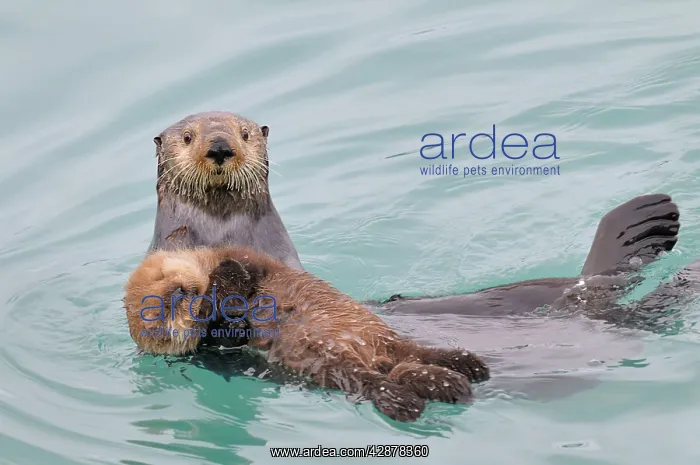 : Alaskan / Northern Sea Otter - mother carrying : Alaskan / Northern Sea Otter - mother carrying