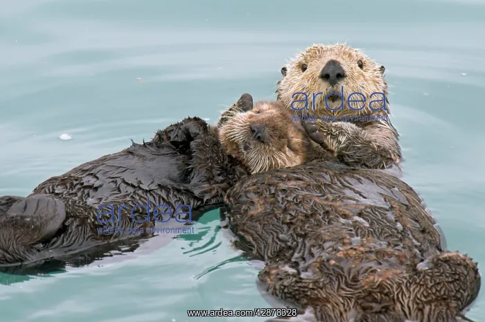 : Alaskan / Northern Sea Otter - mother holds pup : Alaskan / Northern Sea Otter - mother holds pup