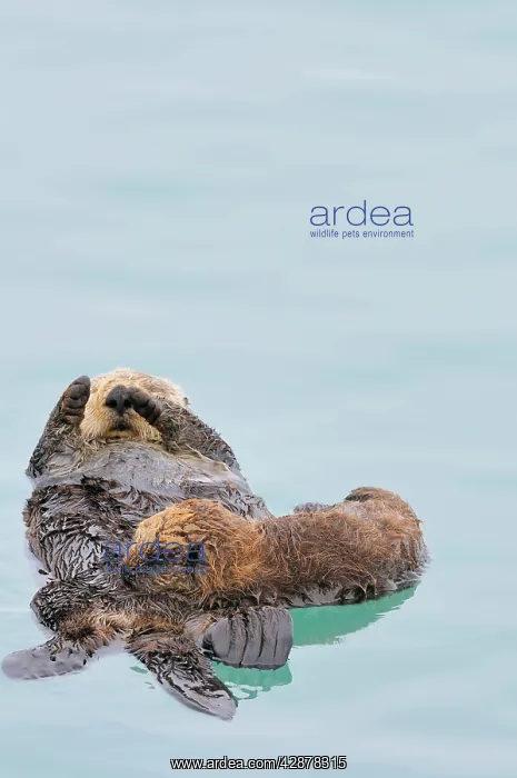 : Alaskan / Northern Sea Otter - mother nursing pup : Alaskan / Northern Sea Otter - mother nursing pup