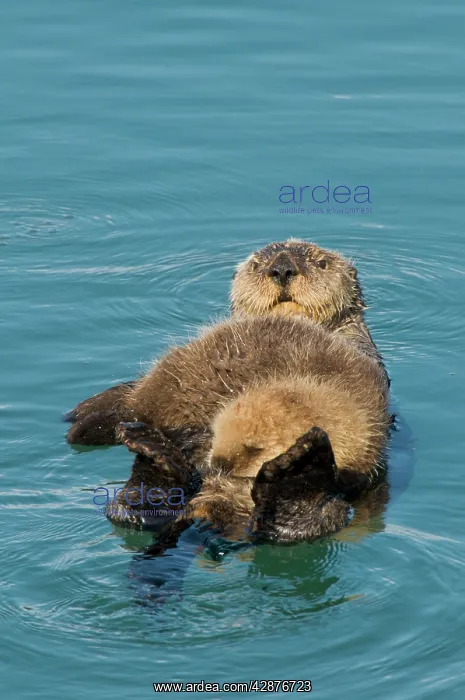 : Alaskan / Northern Sea Otter - mother and pup : Alaskan / Northern Sea Otter - mother and pup
