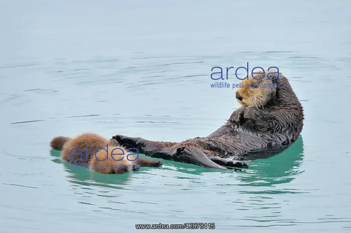 : Alaskan / Northern Sea Otter - mother and pup : Alaskan / Northern Sea Otter - mother and pup