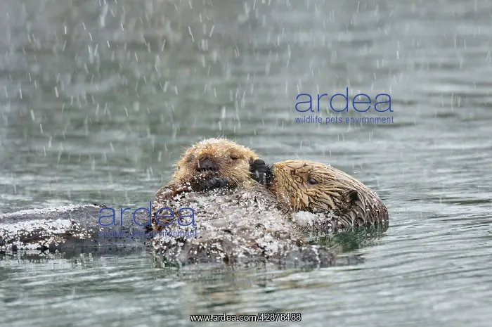 : Alaskan / Northern Sea Otter - mother and pup on : Alaskan / Northern Sea Otter - mother and pup on