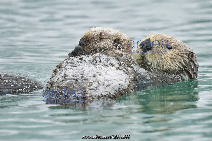 : Alaskan / Northern Sea Otter - mother and pup on : Alaskan / Northern Sea Otter - mother and pup on