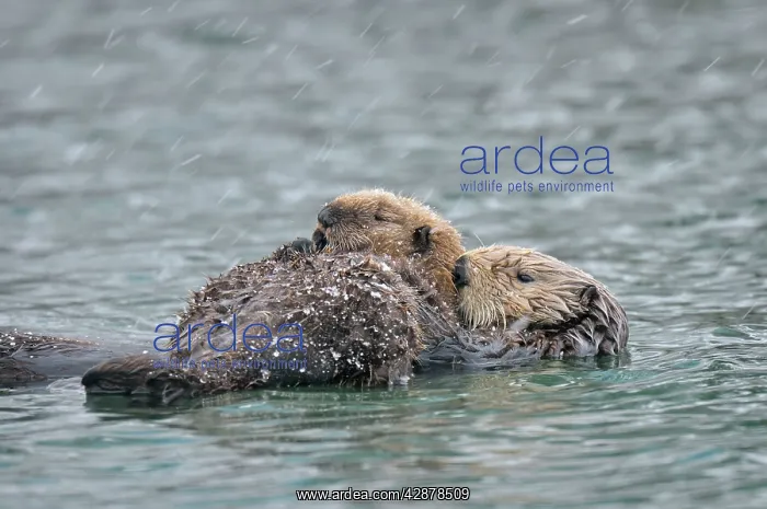 : Alaskan / Northern Sea Otter - mother and pup on : Alaskan / Northern Sea Otter - mother and pup on