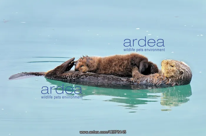 : Alaskan / Northern Sea Otter - mother and pup on water : Alaskan / Northern Sea Otter - mother and pup on water