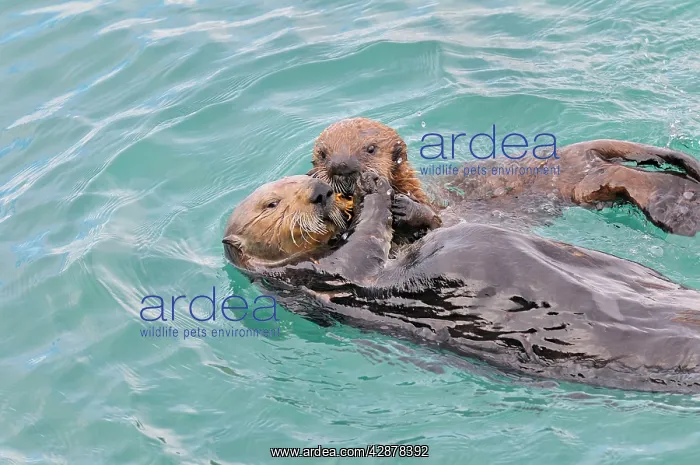 : Alaskan / Northern Sea Otter - mother sharing a : Alaskan / Northern Sea Otter - mother sharing a