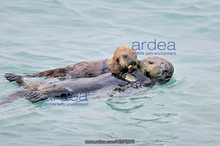 : Alaskan / Northern Sea Otter - mother sharing food with pup : Alaskan / Northern Sea Otter - mother sharing food with pup